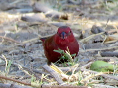 Lagonosticta senegala rendalli