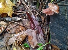 Auricularia