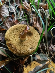 Xerocomellus chrysenteron