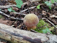 Suillellus luridus