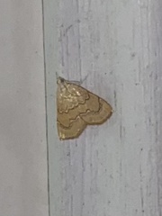 Glaphyria sesquistrialis