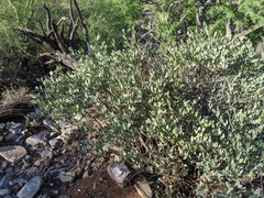 Simmondsia chinensis