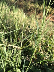 Eleusine indica