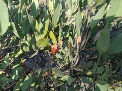 Simmondsia chinensis