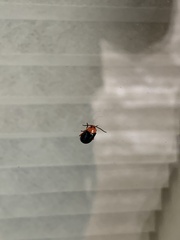 Chrysomeloidea
