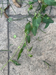 Fallopia