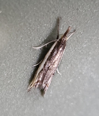 Raphiptera argillaceellus