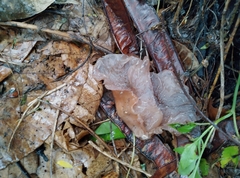 Auricularia