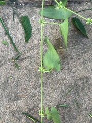 Fallopia