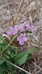 Scabiosa columbaria