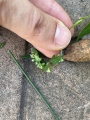 Fallopia