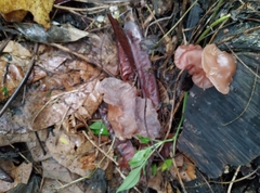 Auricularia