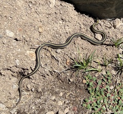 Thamnophis elegans elegans