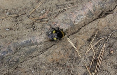 Bombus