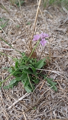 Scabiosa columbaria