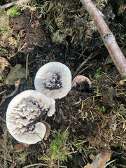 Hydnellum peckii