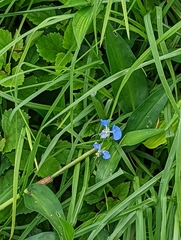 Commelina