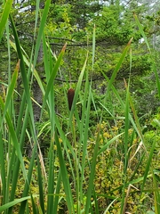 Typha