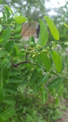 Celtis pallida