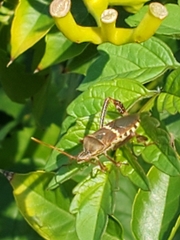 Leptoglossus clypealis