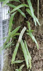 Pyrrosia longifolia