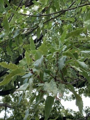 Quercus libani
