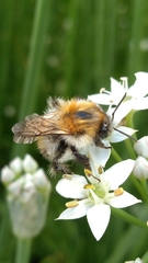 Bombus pascuorum