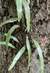 Pyrrosia longifolia