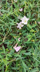Convolvulus arvensis