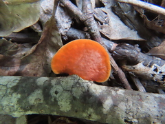 Trametes cinnabarina