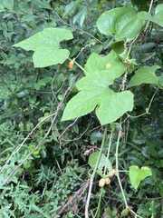 Melothria pendula