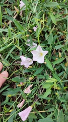 Convolvulus arvensis