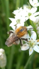 Bombus pascuorum