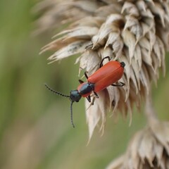 Anthocomus rufus