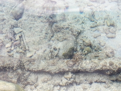 Epinephelus merra