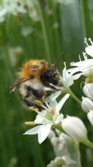 Bombus pascuorum