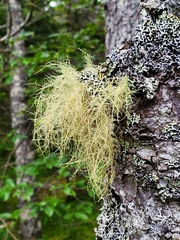 Usnea subfloridana