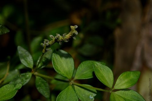 Peperomia tetraphylla