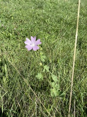 Malva moschata
