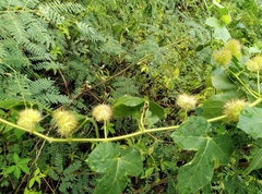 Passiflora vesicaria