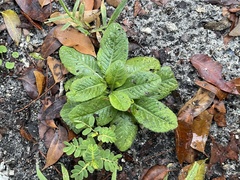 Pseudelephantopus spicatus