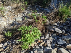 Ambrosia ambrosioides