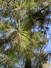 Pinus wallichiana