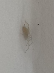 Cheiracanthium mildei