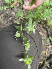 Silene baccifera