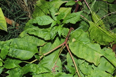 Pokeweed mosaic virus