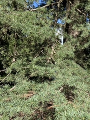 Cedrus libani
