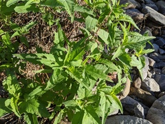 Ambrosia ambrosioides