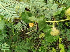 Passiflora vesicaria
