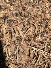 Formica rufa